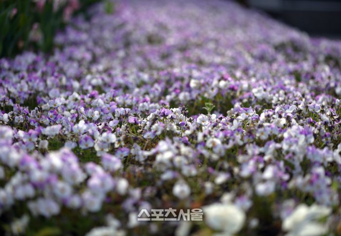 에버랜드의  5대 정원은 어디를 가든 꽃길로 가득하다. 이주상기자 rainbow@sportsseoul.com