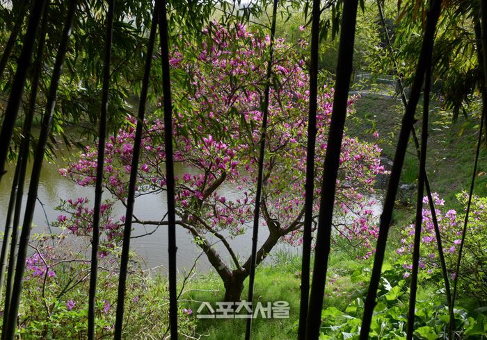 대나무 사이로 커다란 철쭉 나무가 아름다운 모습을 자랑하고 있다. 이주상기자 rainbow@sportsseoul.com