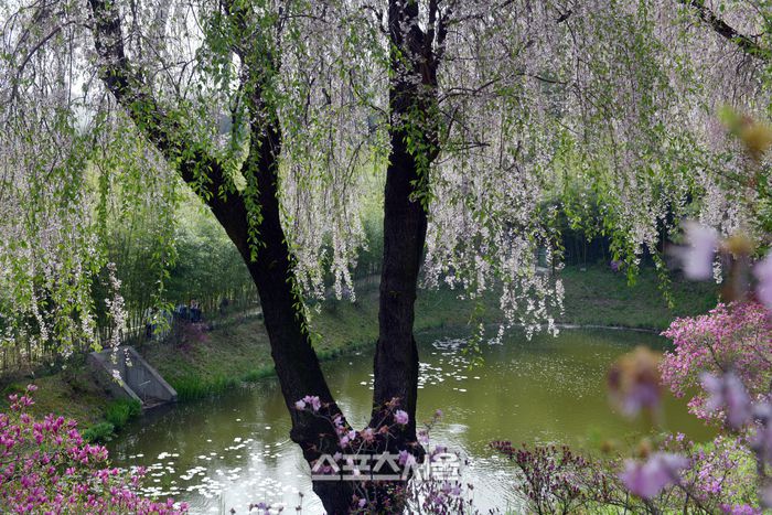 에버랜드에는 한국 최대를 자랑하는 벚나무가 화려한 자태를 뽐내고 있다. 이주상기자 rainbow@sportsseoul.com