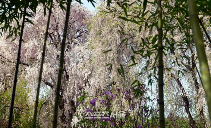 에버랜드의 자랑인 대나무와 거대한 벚나무의 조화. 이주상기자 rainbow@sportsseoul.com