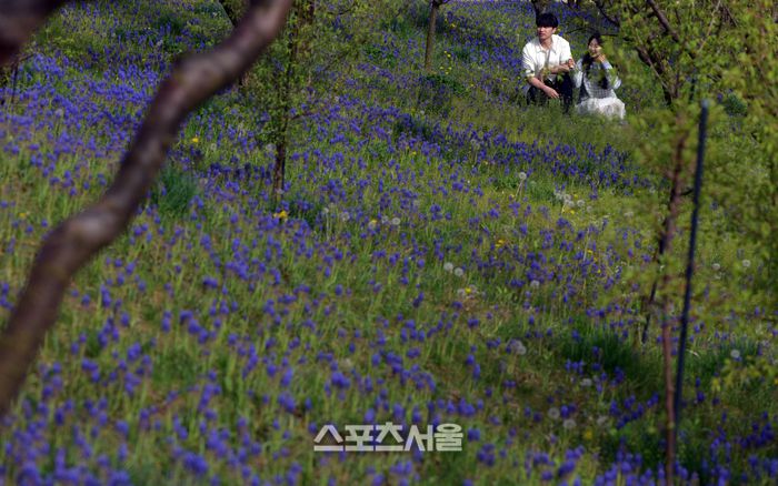끝없이 펼쳐진 무스카리 꽃밭에서 한 커플이 사랑을 속삭이고 있다. 이주상기자 rainbow@sportsseoul.com