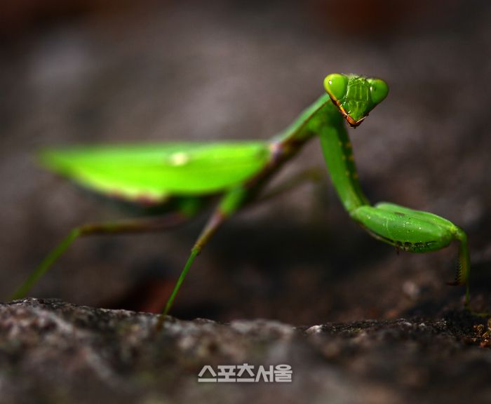 팔영산 편백 치유의 숲에서 마주친 사마귀. 이주상기자 rainbow@sportsseoul.com