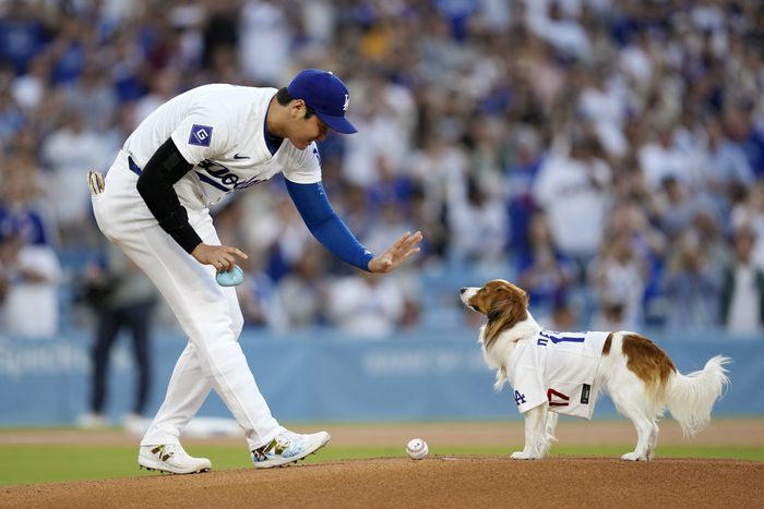 오타니와 데코핀. AP·연합뉴스