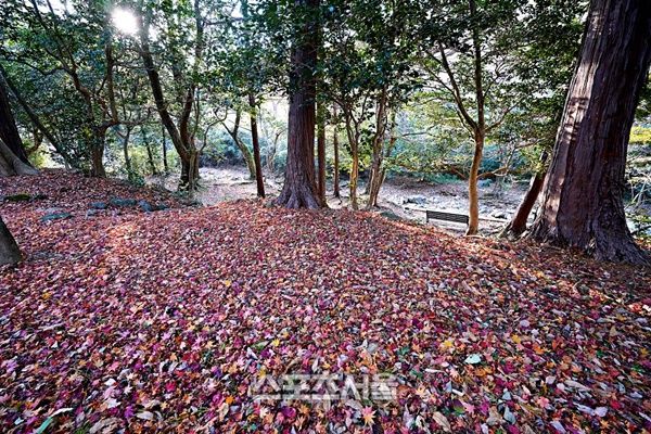 대흥사로 향하는 장춘숲길(물소리길)은 황토 흙으로 조성  맨발로 걷기에 적합하다 = 해남군 제공