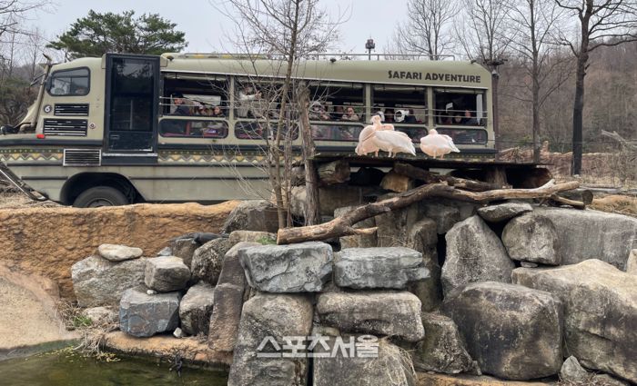 사파리 버스와 물윗길을 이용해 에버랜드 사파리를 동시에 체험을 할 수 잇다. 용인 | 원성윤 기자 socool@sportsseoul.com