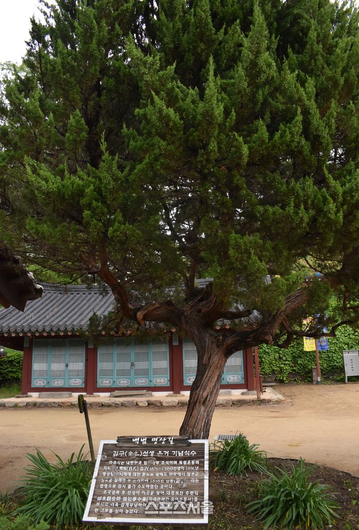 마곡사 경내 백범 김구 선생이 심은 향나무