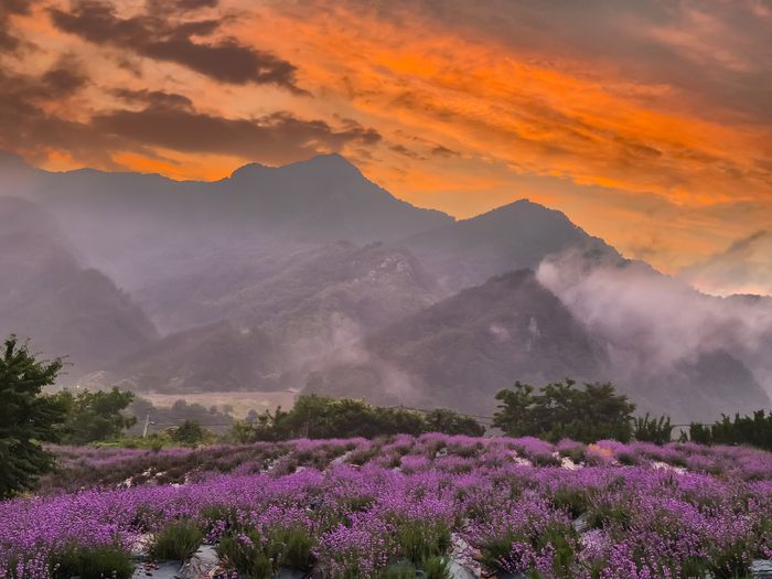 사진 | 양원라벤더