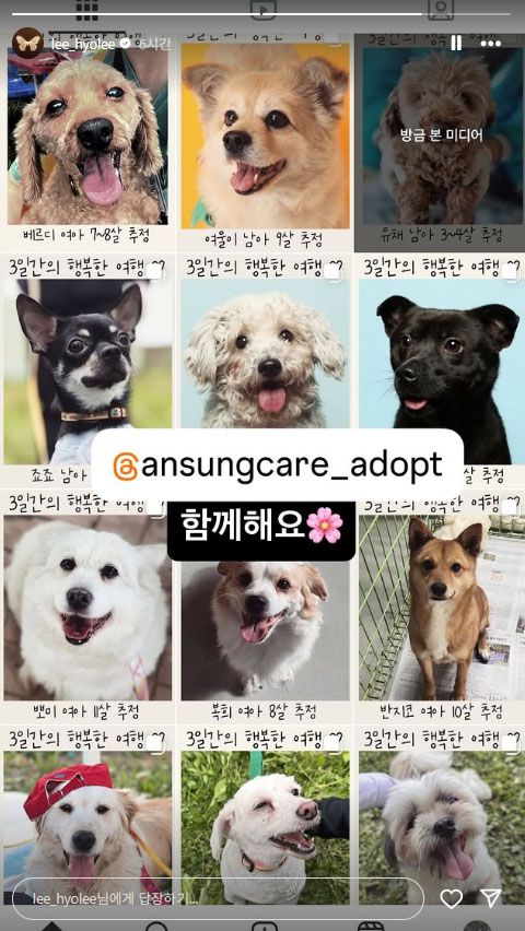 사진 | 이효리 SNS