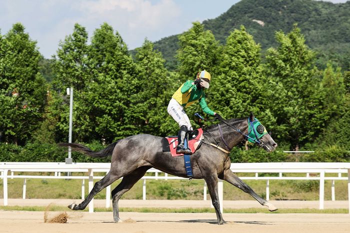 석세스백파의 지난해 6월 16일 열린 농림축산식품부장관배 우승모습. 사진 | 한국마사회
