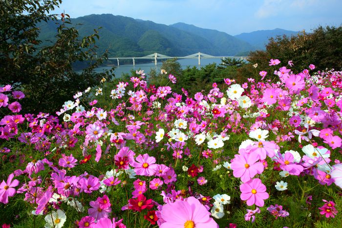 코스모스길 모습.  사진|인제군청