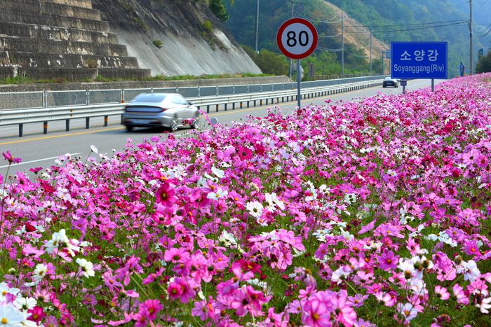 코스모스길 모습.  사진|인제군청