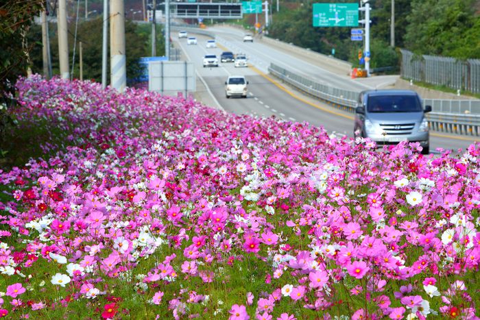 코스모스길 모습.  사진|인제군청