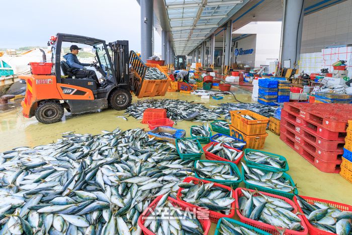 울진 죽변항 해산물위판. 울진 | 원성윤 기자 socool@sportsseoul.com