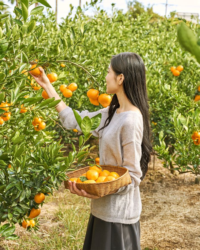 제주신라호텔 감귤 따기 프로그램. 사진 | 호텔신라