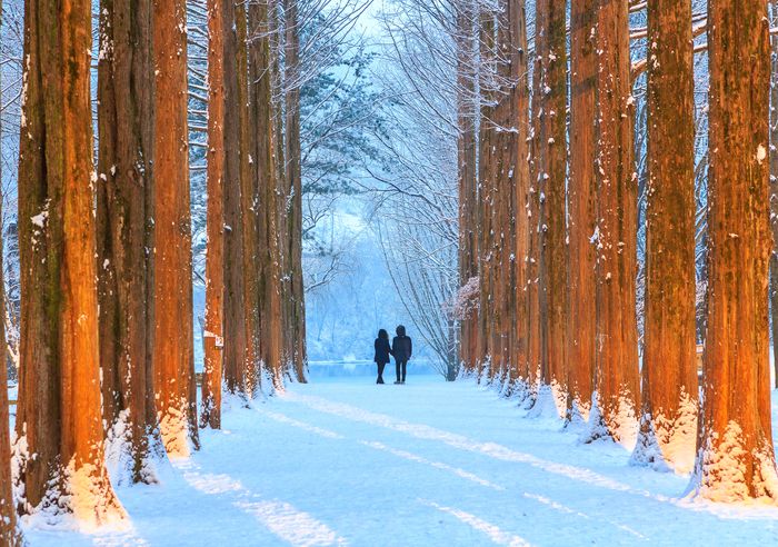 남이섬.  사진|춘천시청
