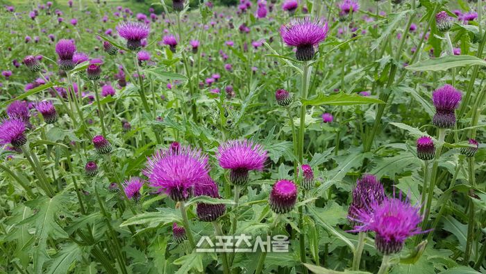 엉겅퀴에는 실리마린 성분이 풍부하게 들어 있다.