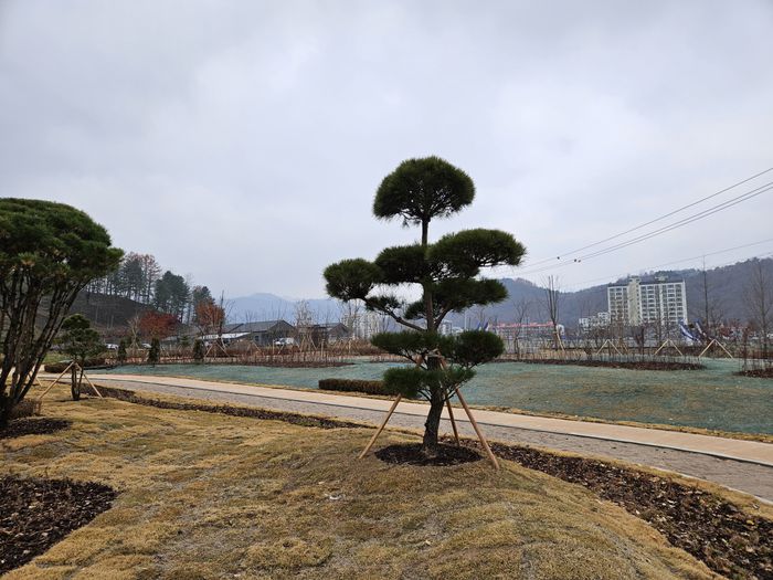 (사)한국전문임업인협회 평창군협의회 이용제 회장이 평창군에 기증한 조형소나무.  사진|평창군청